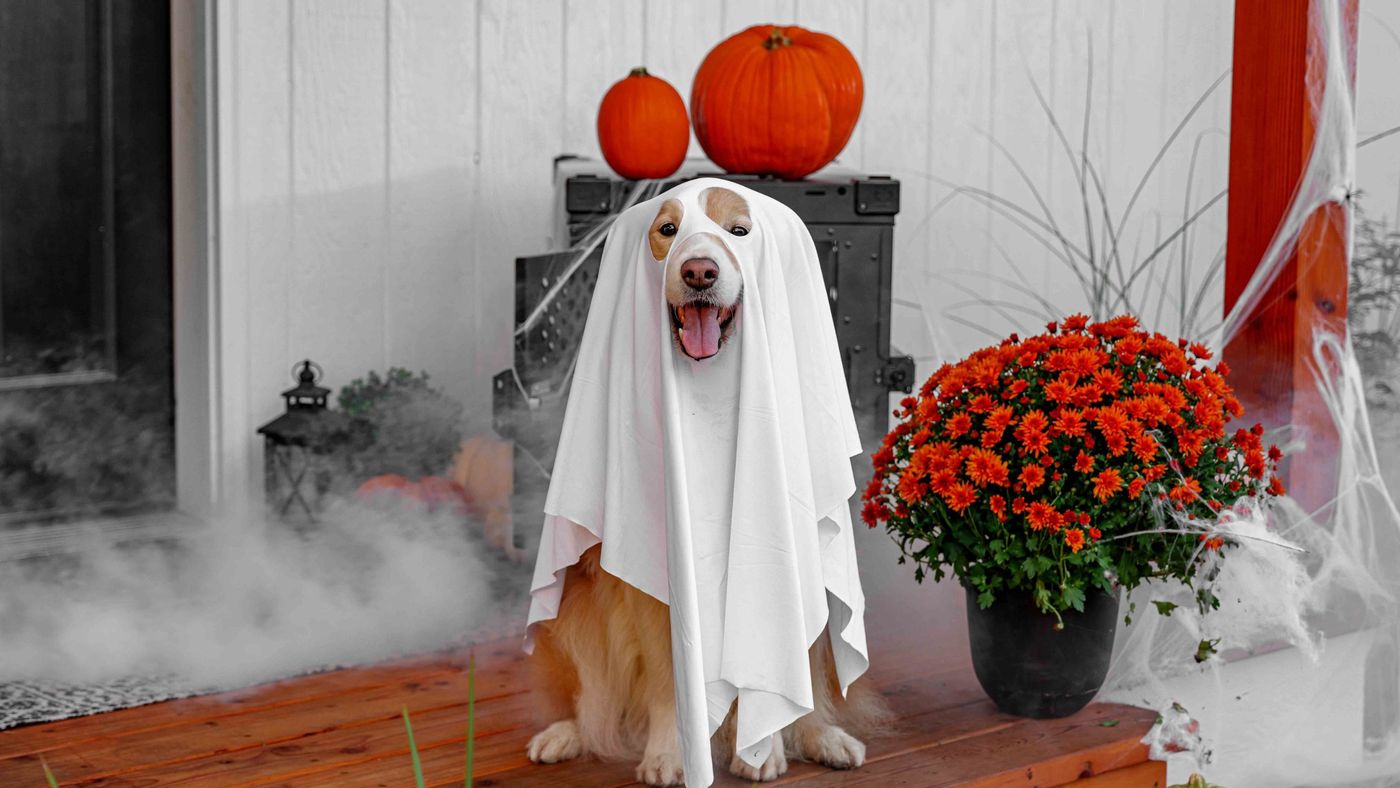 A golden retriever dressed as a ghost on a Halloween porch