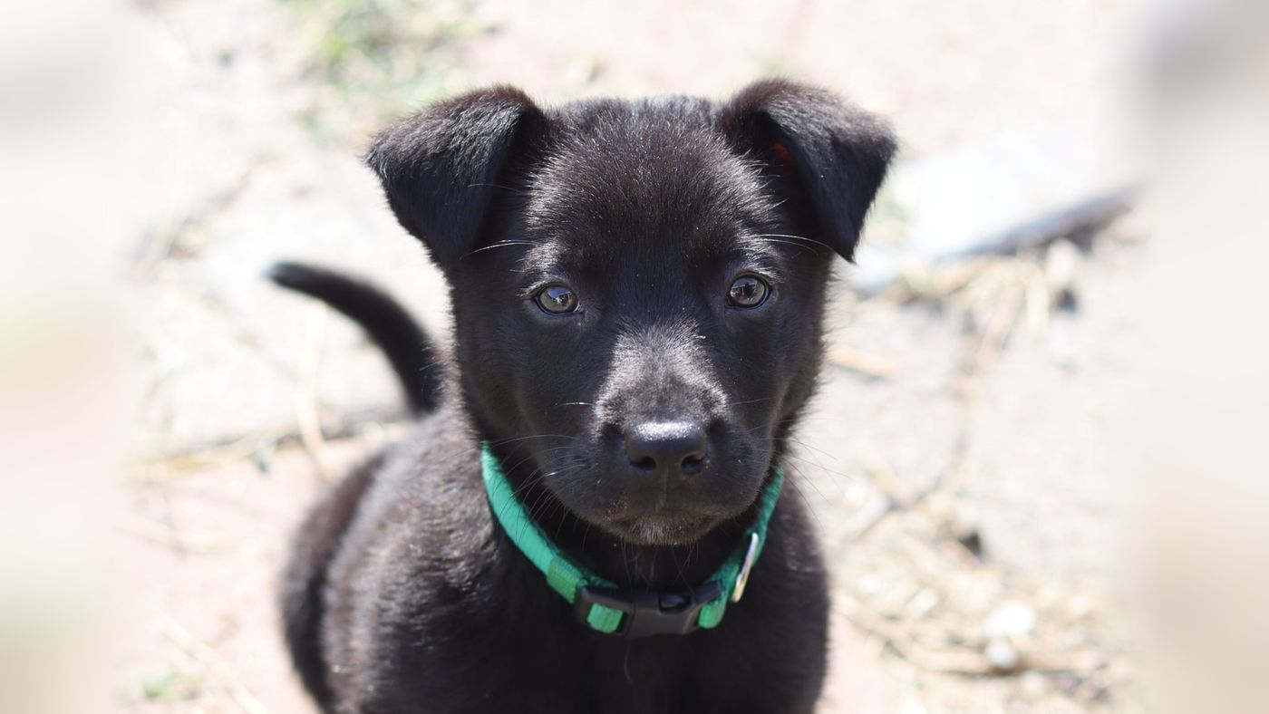 A black puppy with a green collar